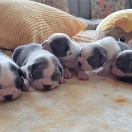 Boston Terrier puppies from Mei's Boston Terriers