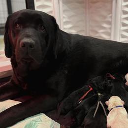 Edmund - Black male Labrador Retriever puppy in Owosso, Michigan from Bennington Retrievers