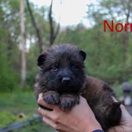 Norma - Sable female German Shepherd puppy in New York from Spitze German Shepherds