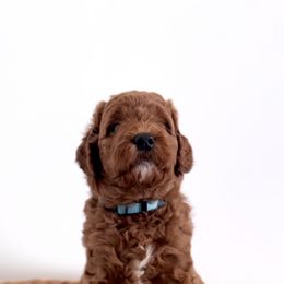 Goldendoodle Puppies from Indy Goldendoodles