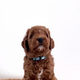 Goldendoodle Puppies from Indy Goldendoodles