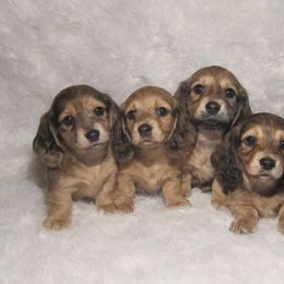 Dachshund Puppies from Doxie Waggin Tails
