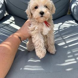 America ( red collar) reserved - Apricot female Maltipoo puppy in Fredericktown, Missouri from Doodle Pups Fur-Ever