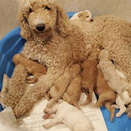 GRACIE - Poodle