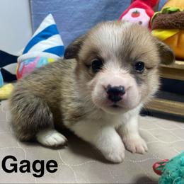 Gage - Sable male Pembroke Welsh Corgi puppy in Apison, Tennessee from Ashmore Corgis