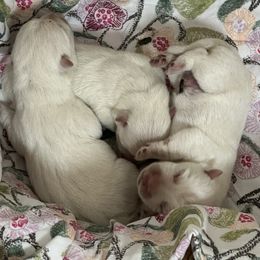 Boy 1 - White male West Highland White Terrier puppy in Scurry, Texas from Karen Williams's West Highland White Terriers & Pembroke Welsh Corgis