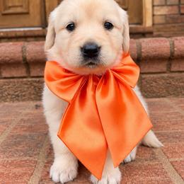 Orange collar - Light golden female Golden Retriever puppy in Harrisburg, North Carolina from Bunn Ranch Goldens & Bernese