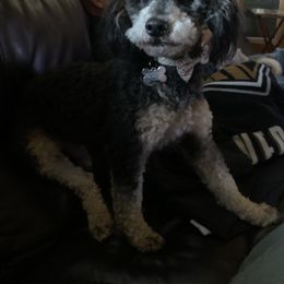 Bernedoodle Puppies from Mini Bernedoodle Babies- Indiana