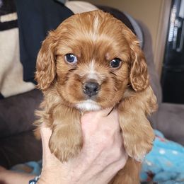 Blitzen - Ruby Cavalier King Charles Spaniel puppy in West Valley, Utah from Criddle Mountain Cavaliers