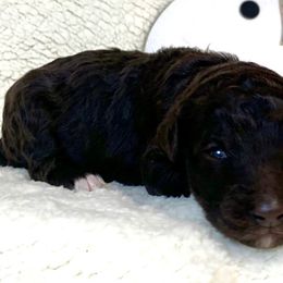 Girl 6 - Goldendoodle puppy in Almo, Kentucky from Elm Grove Doodles