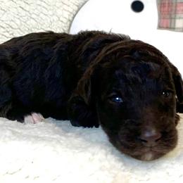 Girl 6 - Goldendoodle puppy in Almo, Kentucky from Elm Grove Doodles