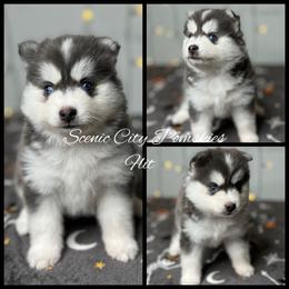 Flit - Blue female Pomsky puppy in Rossville, Georgia from Scenic City Pomskies