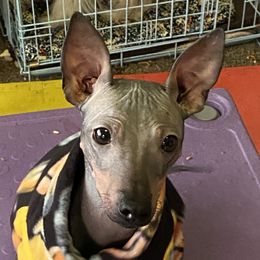 Myrtle - American Hairless Terrier