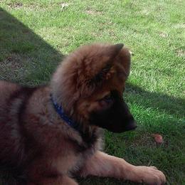 German Shepherd Puppies from EshelmanSchwitz German Shepherd Dogs