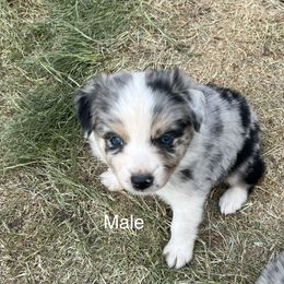 Rip-Green - Blue merle Australian Shepherd puppy in Guthrie, Oklahoma from Robertson’s Aussies