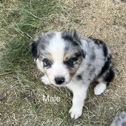 Rip-Green - Blue merle Australian Shepherd puppy in Guthrie, Oklahoma from Robertson’s Aussies