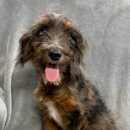 Jack Jack - Merle male Goldendoodle puppy in Churchill County Fallon, Nevada from Card Family Ranch