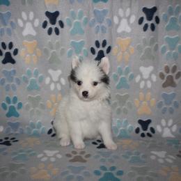 Speckle - White female Pomsky puppy in Clarkston, Utah from Red Rock Ranch Breeders