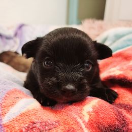 Pomeranian Puppies from Cristina Cammarota