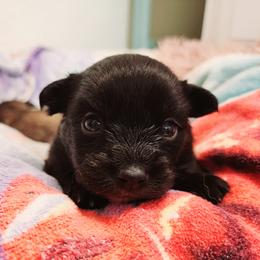 Pomeranian Puppies from Cristina Cammarota