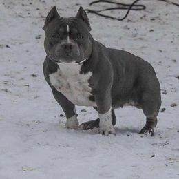 Victoria - American Bully
