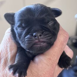 Boy 1 - Black male Pug puppy in Checotah, Oklahoma from Baxter Family Pugs