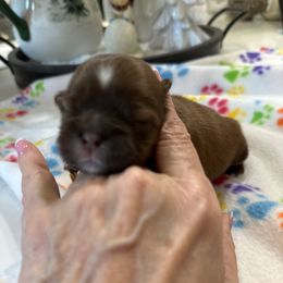 Carson - Black and tan male Shih Tzu puppy in Mineola, Texas from RL Phillips Shihtzus