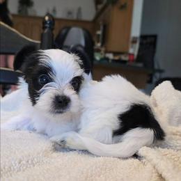 Panda - Parti male Yorkshire Terrier puppy in Lakeland, Florida from You Me & The Yorkies
