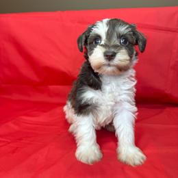 PIXIE - Parti female Miniature Schnauzer puppy in Pisgah, Alabama from Mashburns Little Munchkins