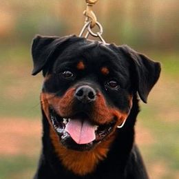 Gianna - Rottweiler