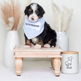 Bernedoodle Puppies from Pawsh Bernedoodles