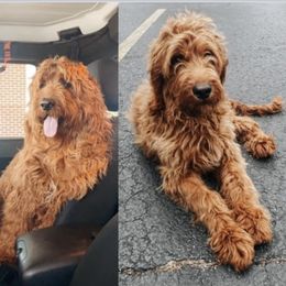 Goldendoodles from Kansas Country Doodles