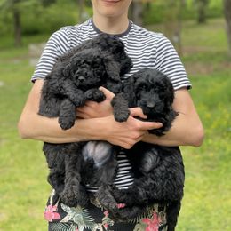 Goldendoodle, Miniature Schnauzer, and Poodle Puppies from 501Doodles