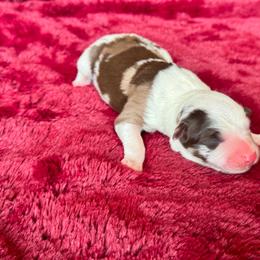 Agate - Red merle female Border Collie puppy in Hartsville, South Carolina from Wiggles 4 Life