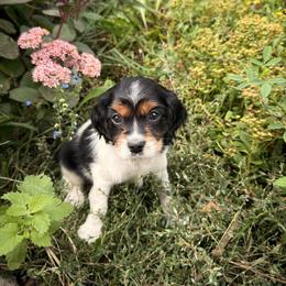 Porche (molly) - Tri-color female Cavapoo puppy in Battle Lake, Minnesota from Panda Puppies