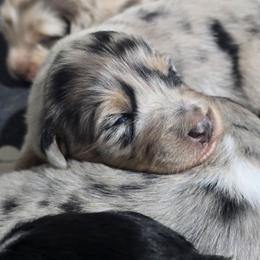 PLEAKLEY Blue merle (with tail) - Blue merle male Australian Shepherd puppy in Rainsville, Alabama from Chaparro Farm