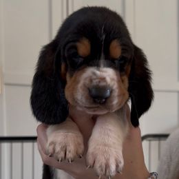 Pugsley - Black brown and white male Basset Hound puppy in Dalton, Georgia from Pride Rock Basset Hounds
