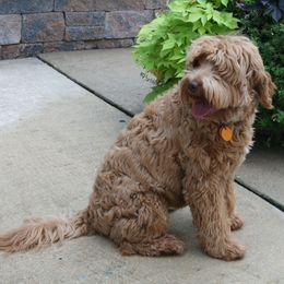 Australian Labradoodle Puppies from Windsor Creek Labradoodles