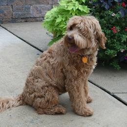 Australian Labradoodle Puppies from Windsor Creek Labradoodles