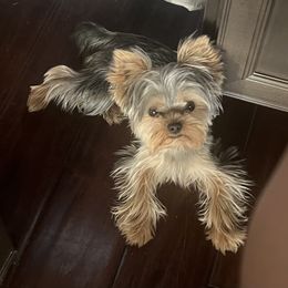 Bentley - Yorkshire Terrier