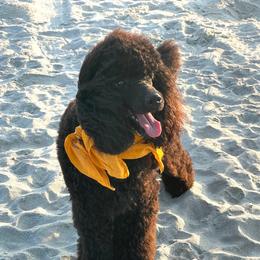 Eliza - Poodle
