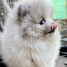 Pomeranian Puppies from TiaZ Poms