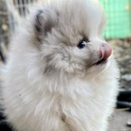 Pomeranian Puppies from TiaZ Poms