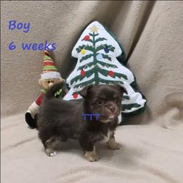 Chocolate boy - Chocolate and tan male Chihuahua puppy in Medina, Ohio from T Tiny Treasures