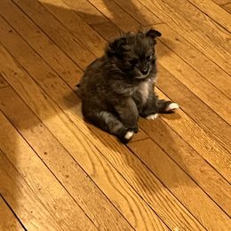 Companion Cross and Pomeranian Puppies from Pike River Pomeranians