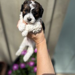 Captain - Chocolate male Cavapoo puppy in North Franklin, Connecticut from Lynn's Goldens