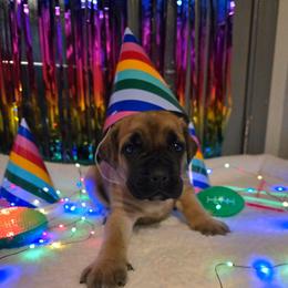 FANTA - Fawn female Cane Corso puppy in St. Augustine, Florida from RG2 Cane Corsos