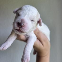 Ben - Parti male Goldendoodle puppy in Leander, Texas from Doodle Doula