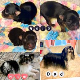 Rolo - Black male Mi-Ki puppy in Toronto, Ohio from Shekinah’s Mi-Kis & Cricket Hill’s Westies