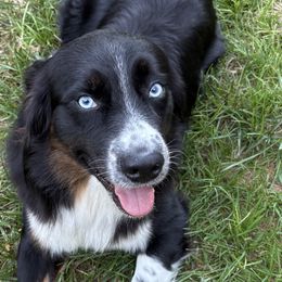 Khaos - Australian Shepherd